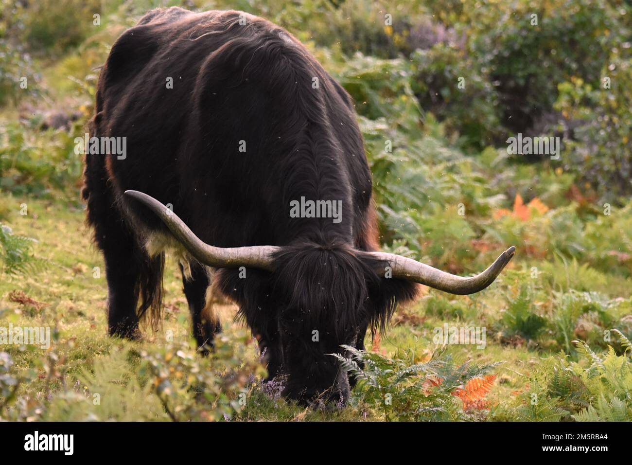 A closeup shot of a Highland cattle grazing on a grass field in a ...