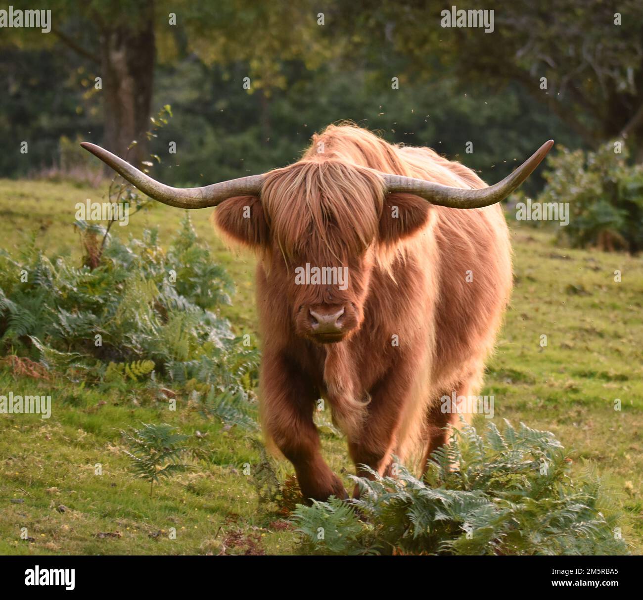 A closeup shot of a Highland cattle on a grass field in a forest Stock ...