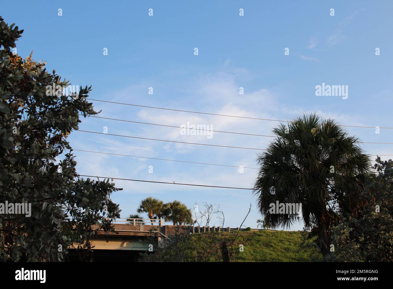 Blue sky day and trees wallpaper Stock Photo - Alamy
