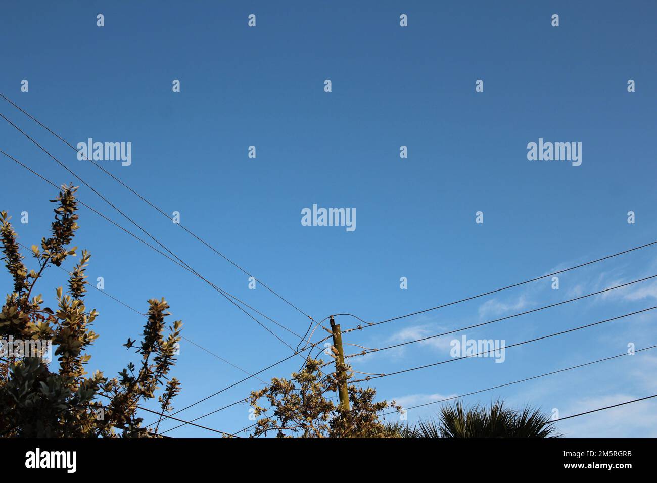 Blue sky day and trees wallpaper Stock Photo - Alamy