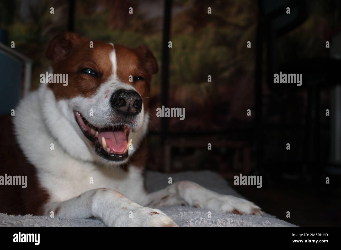 Sunlight shining through window down on dogs fur Stock Photo Alamy