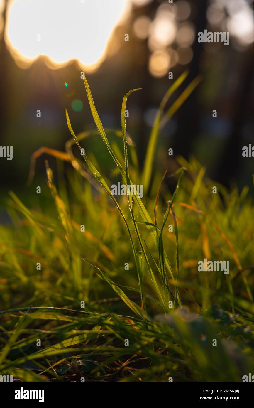 Grasses or crops at sunset from ground level. Carbon neutrality vertical concept photo. Earth Day concept. Stock Photo