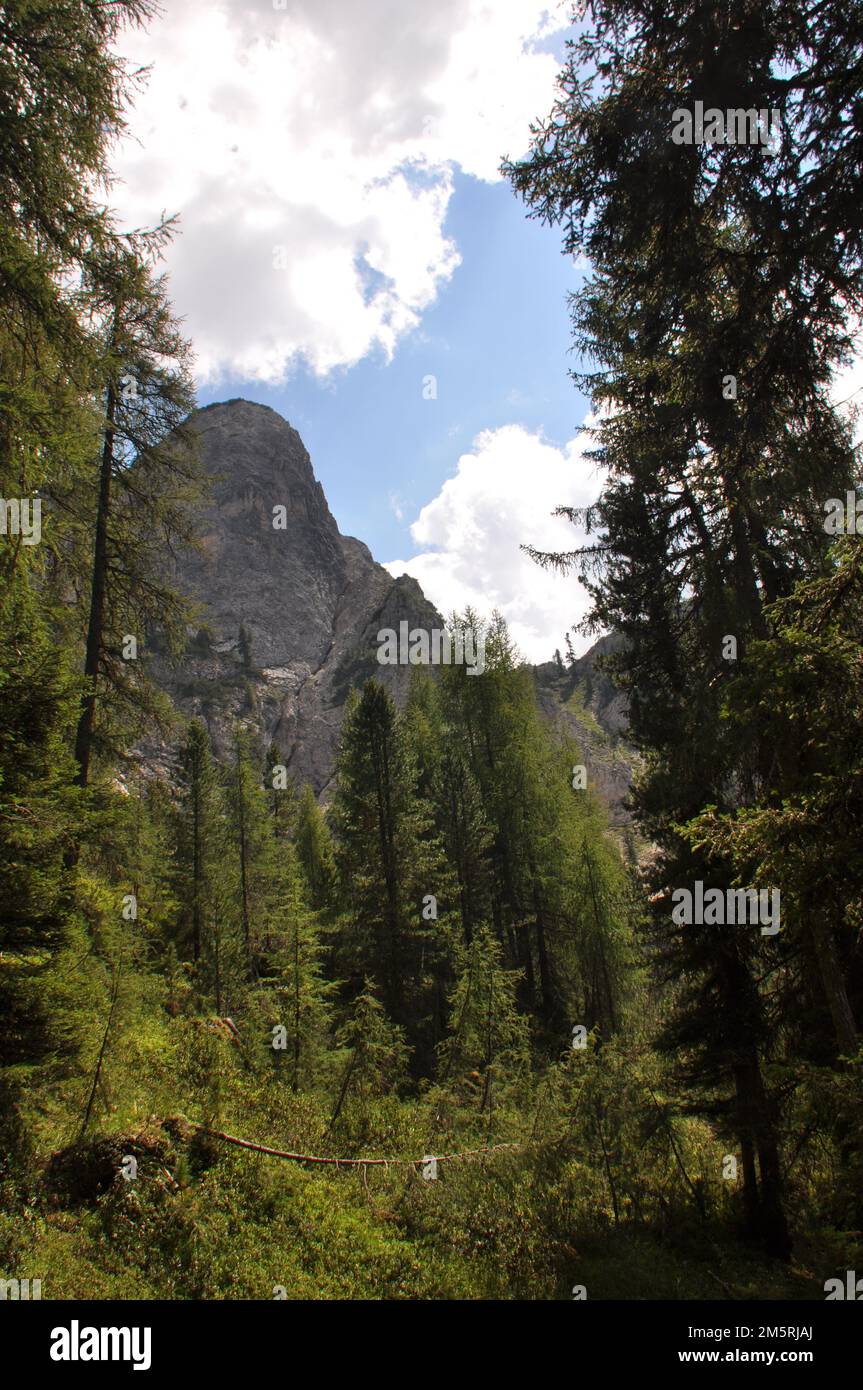 A vertical shot of montane forest with pine trees, with rocky mountains ...