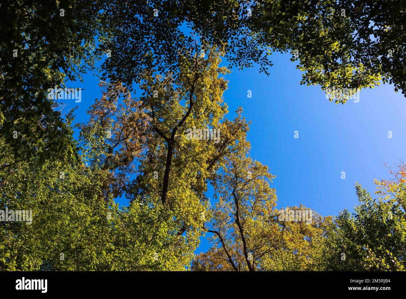 Forest view from low angle. Trees at sunset. Carbon net zero or carbon ...