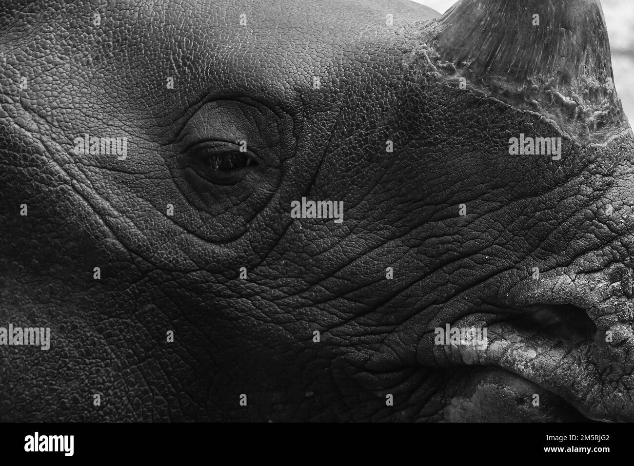 black rhino Black and White Stock Photos Images Alamy