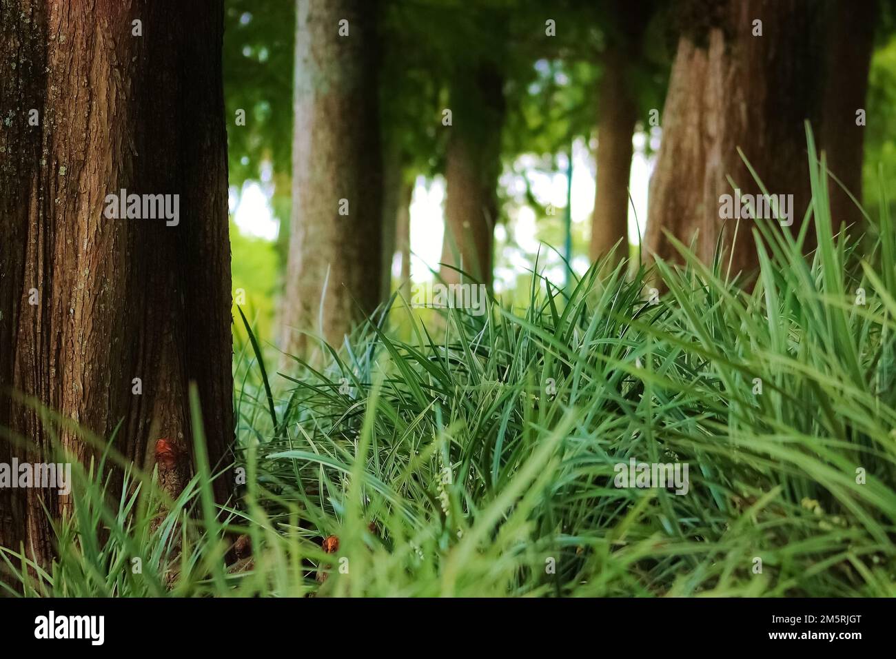 Bald Cypress Trees in tall lush grass Stock Photo - Alamy