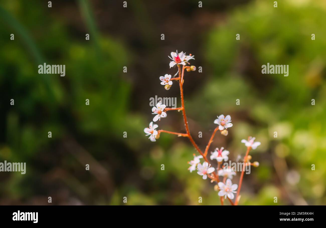 Blooming flowers of saxifrage umbrosa plant in the summer garden. Stock Photo