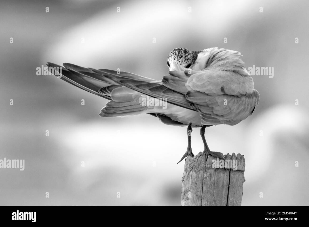 Tiny bird (whiskered tern pruning) on the branch ,grayscale shot Stock