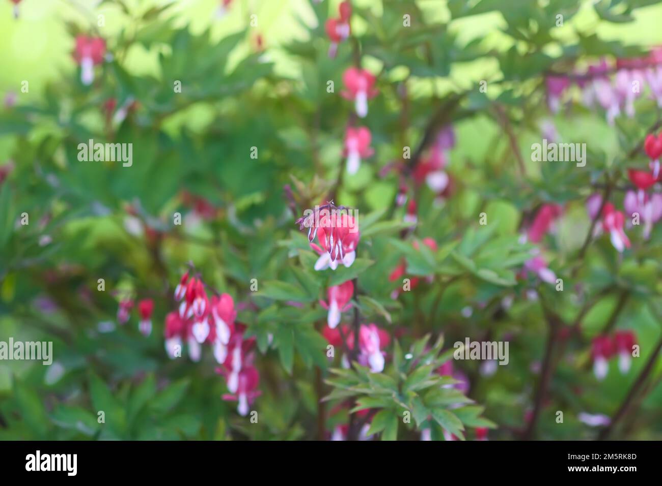 Dicentra spectabilis flowers or bleeding heart, Venus's car, Dutchman's