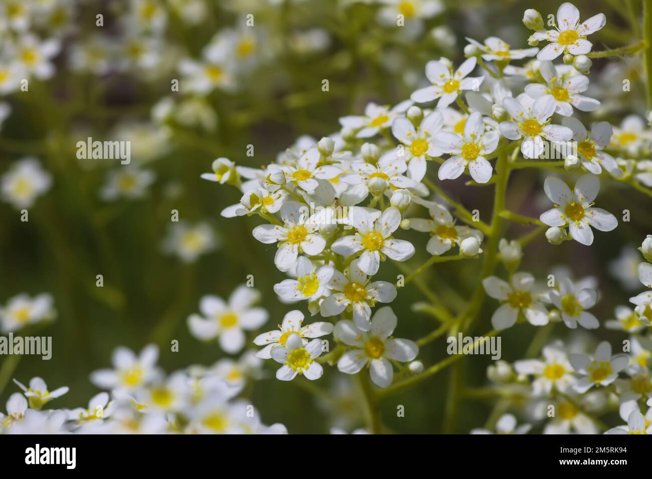 Meadow saxifrage flowers. Saxifraga granulata plants flowering in summer park. Stock Photo