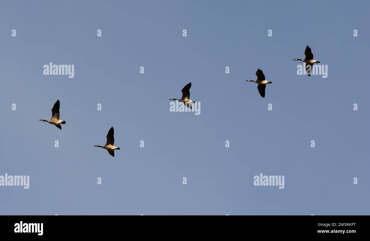 Canada Geese flying across the sky Stock Photo