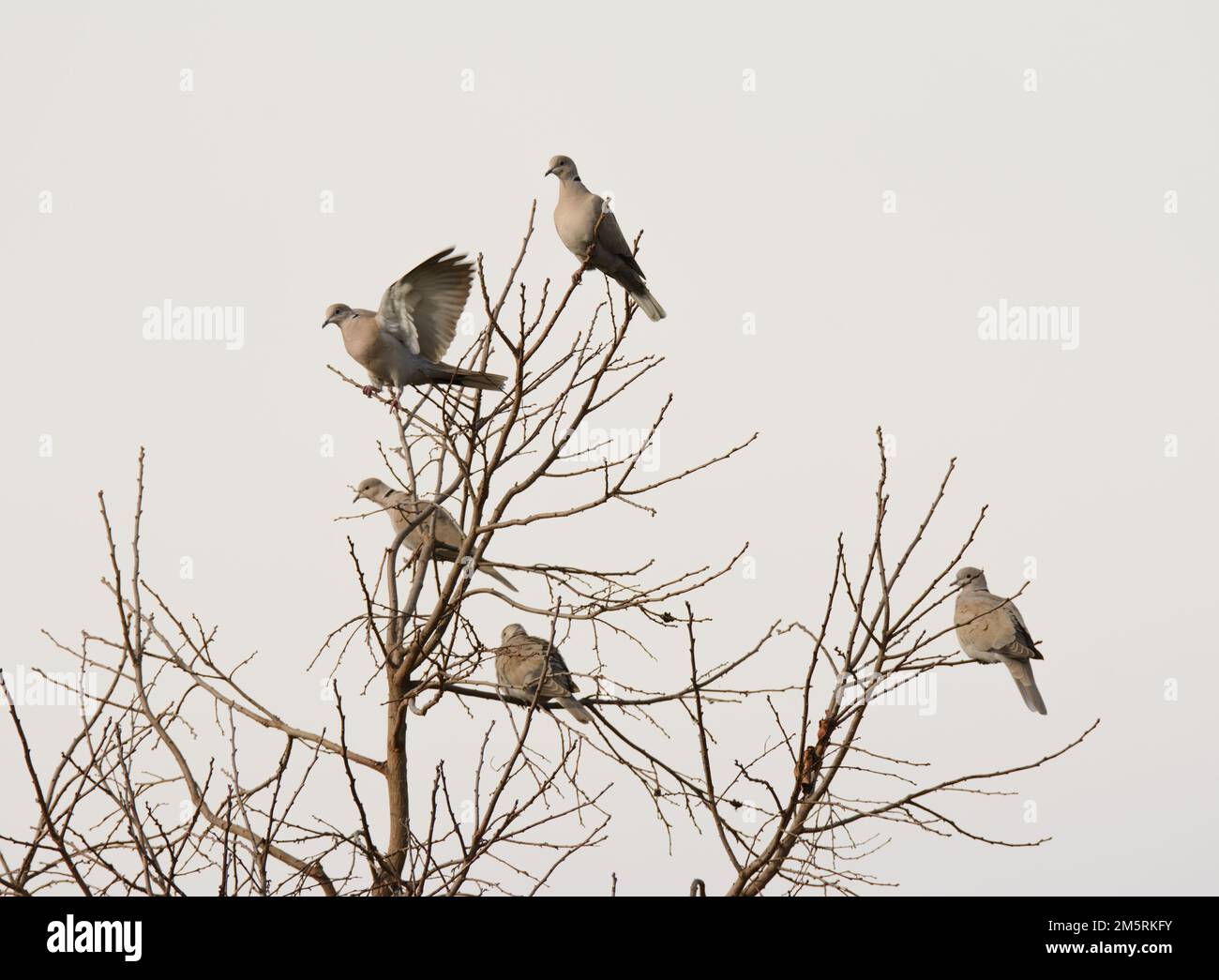 Five Eurasian Collared Doves up in a leafless tree in late fall, with cloudy sky background Stock Photo