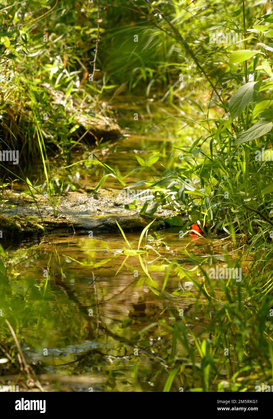 Shallow stream in the woods, with plants and grasses growing on the banks, softly lit by scattered sunlight through trees Stock Photo