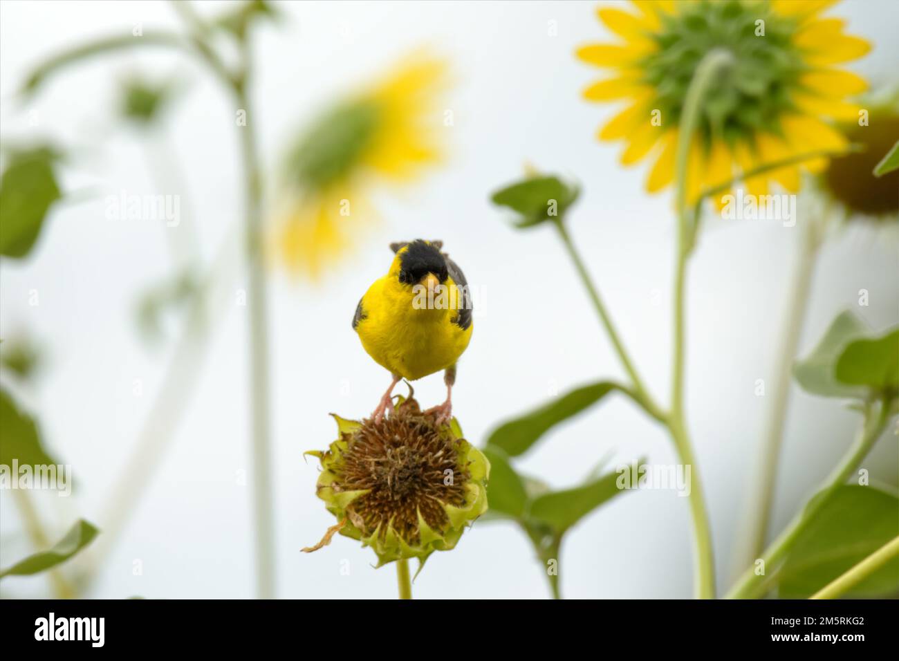 Male American Goldfinch on a wild sunflower, eating seeds from it; with blooming sunflowers on the background Stock Photo