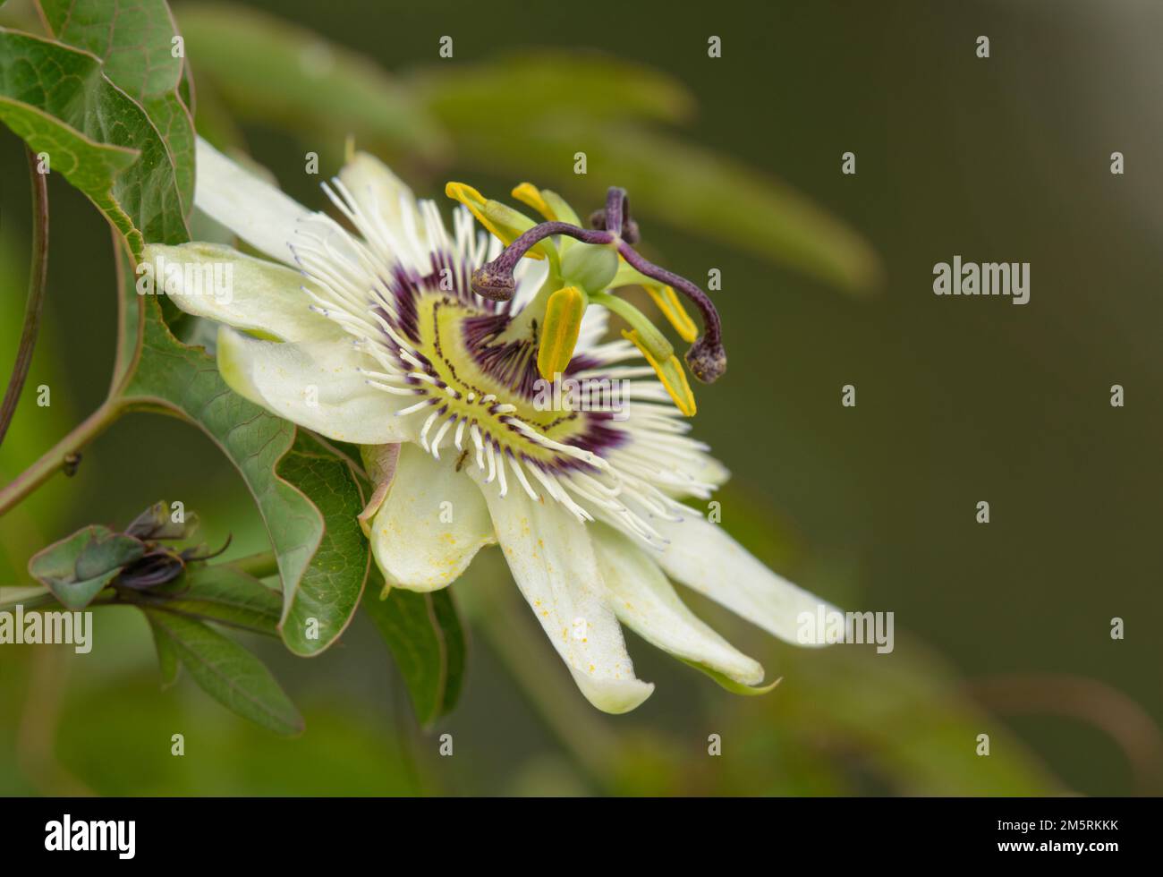 Closeup of a white and burgundy colored Passion flower Stock Photo