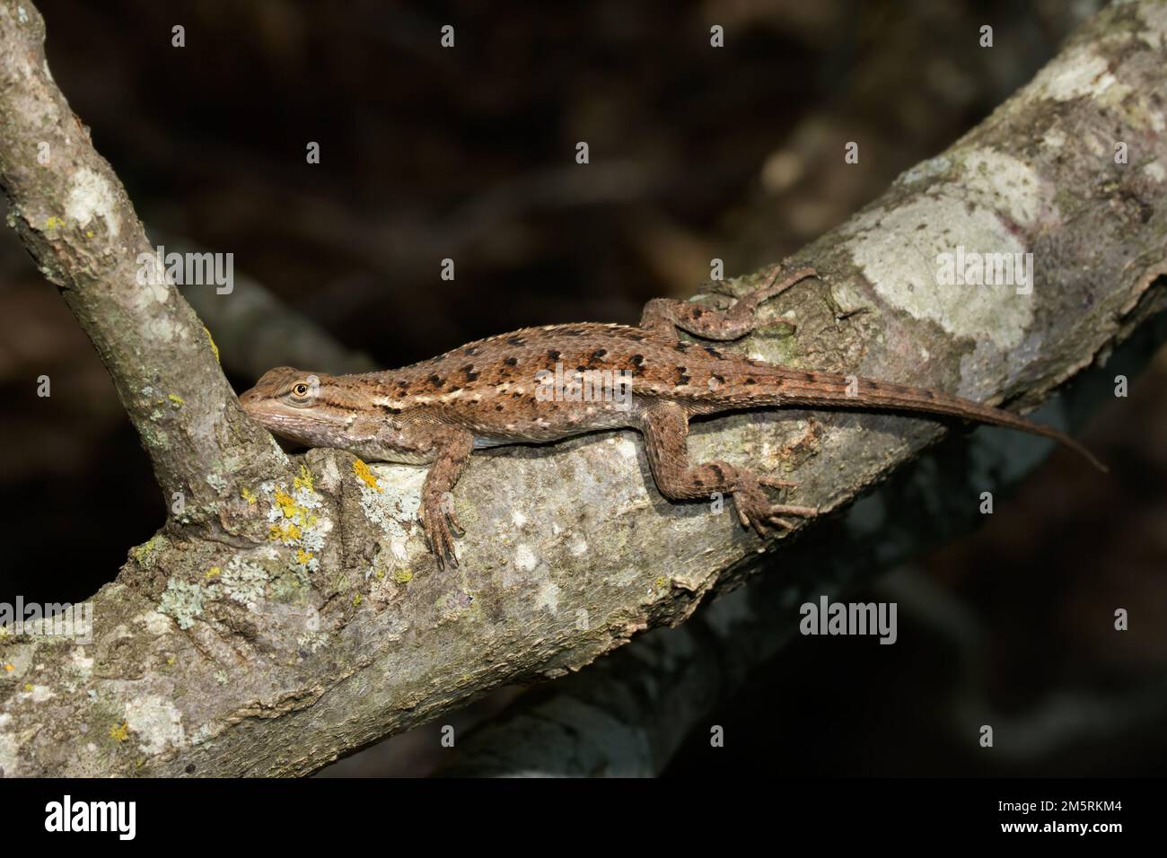 Prairie lizard resting on a tree limb in the woods Stock Photo