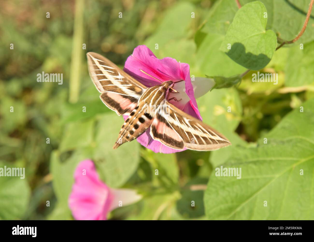 White-lined Sphinx moth in flight, getting nectar from a pink Morning Glory flower Stock Photo