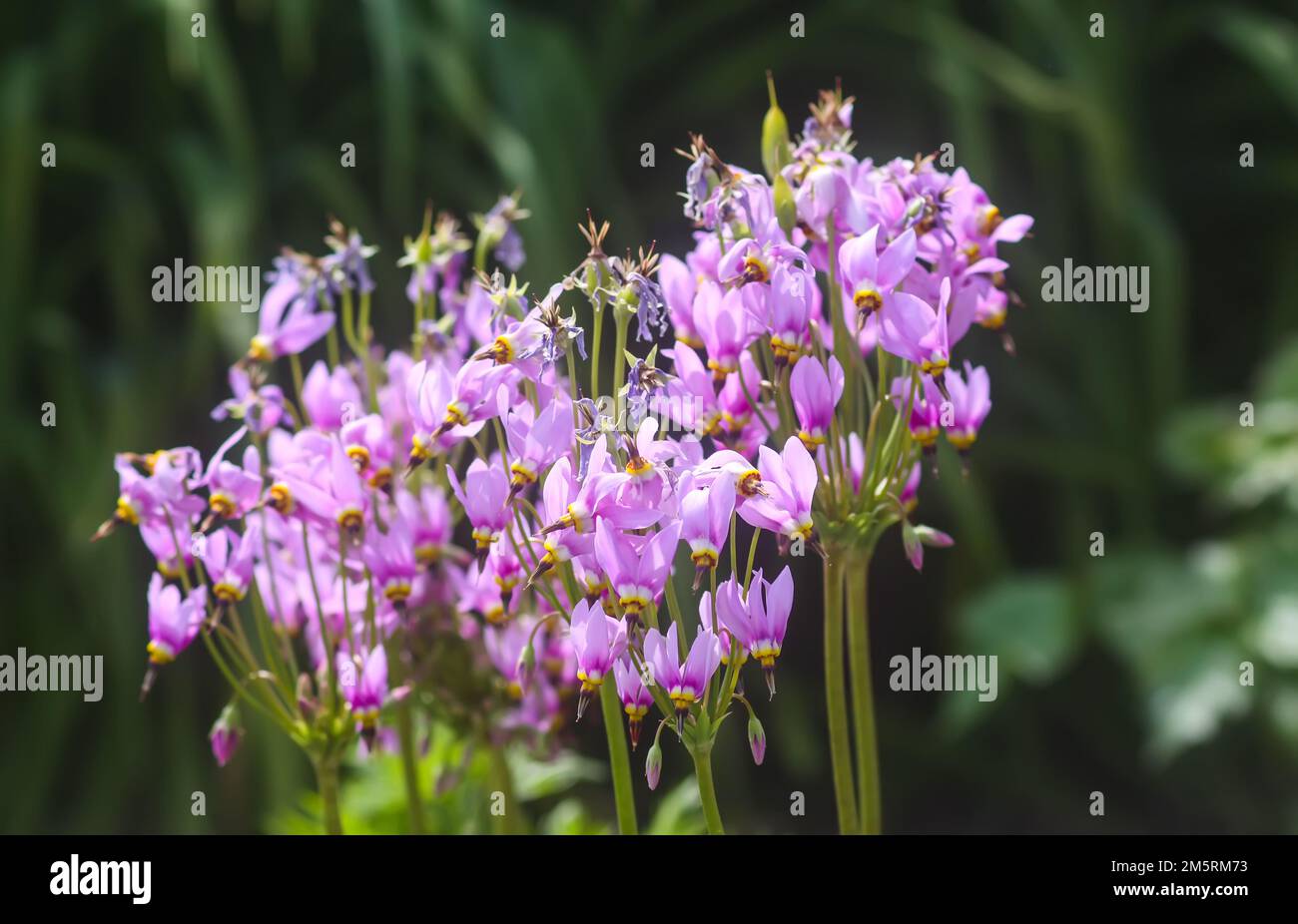 Flowers of Dodecatheon meadia plant. Primula meadia, the shooting star flowers. Stock Photo