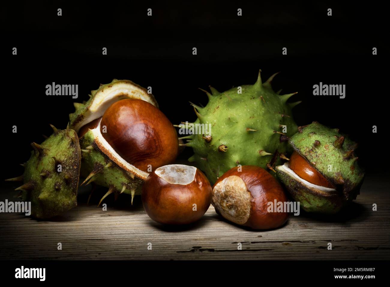 Horse chestnut nuts and shells still life photography Stock Photo