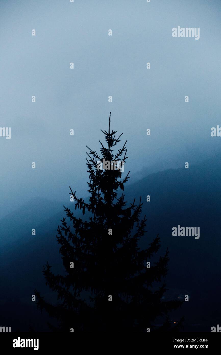 A vertical shot of the fir forest tree with hills in the background on ...