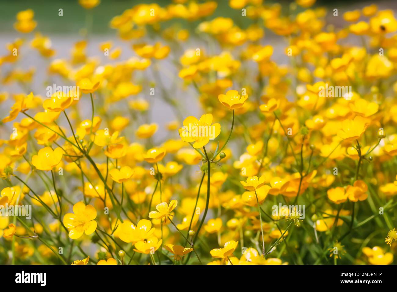 Buttercup wildflowers. Ranunculus repens plants. Nature background. Stock Photo