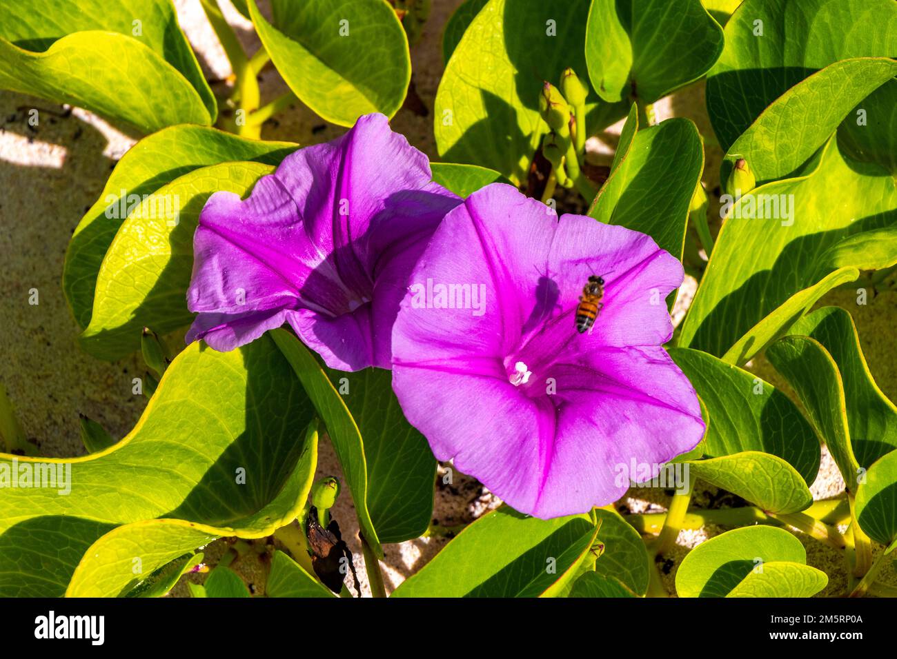 Beautiful pink violet purple morning glory or Goat's foot Ipomoea pes-caprae creeping flower plant flowers of railroad vine in Playa del Carmen Quinta Stock Photo