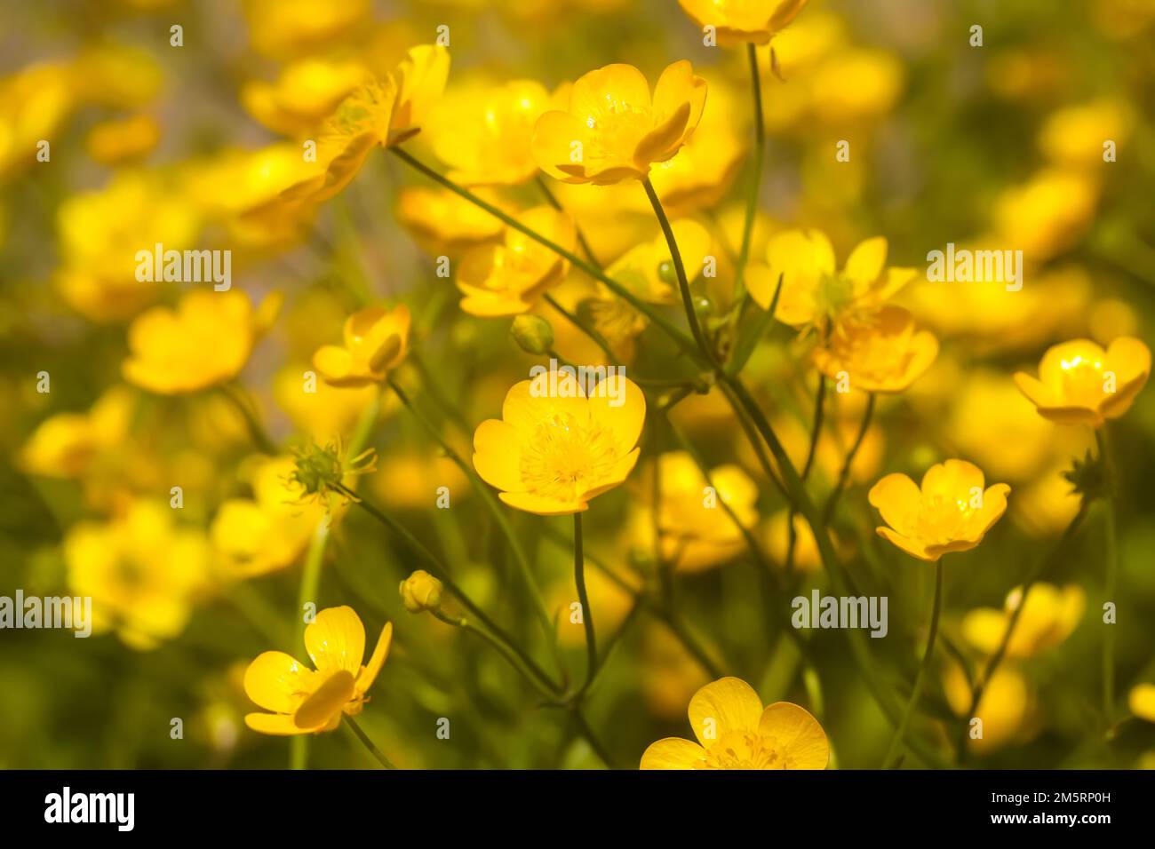 Buttercup wildflowers. Ranunculus repens plants. Nature background. Stock Photo