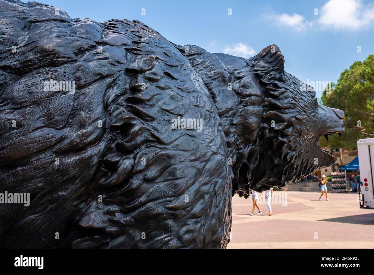 Close-up of black bronze sculpture of Bruin at UCLA campus under blue sky Stock Photo