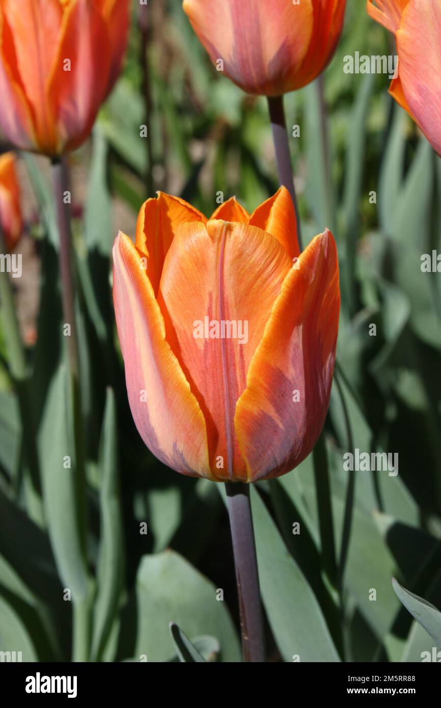 Tulip 'Princess Irene' Stock Photo