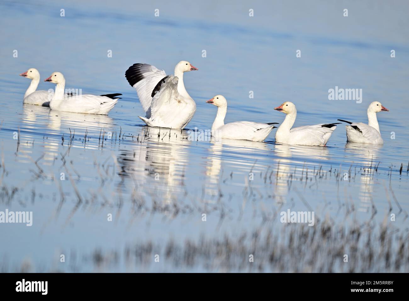 Snow Geese - Anser caerulescens Stock Photo