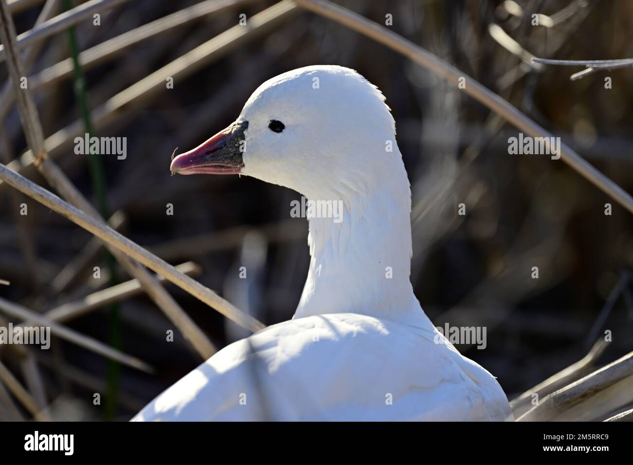 Snow Goose - Anser caerulescens Stock Photo