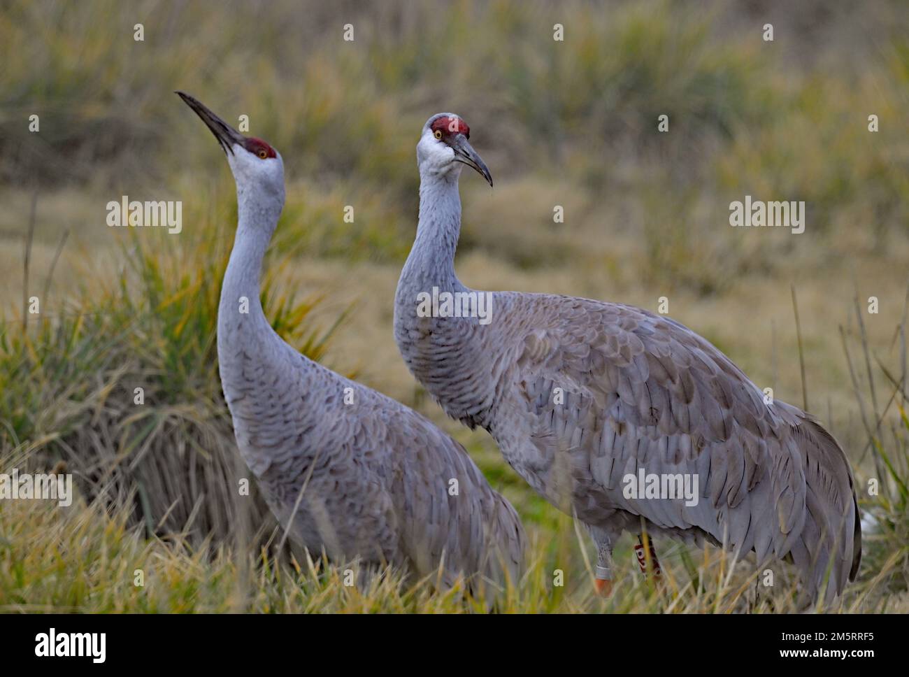 Two Sandhill Cranes - Grus canadensis Stock Photo