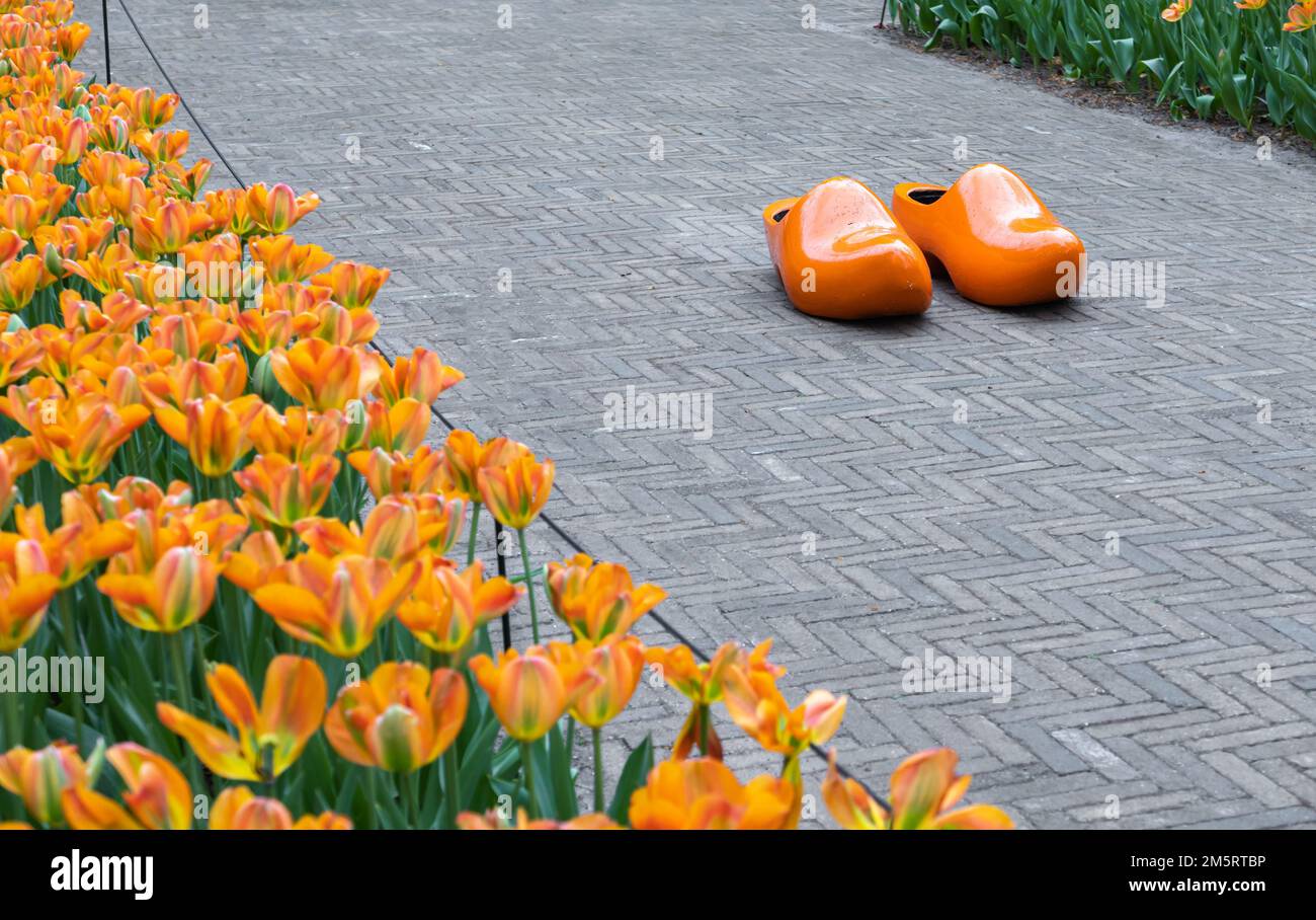 A pair of orange traditional Dutch wooden clogs and tulips in Netherlands Stock Photo
