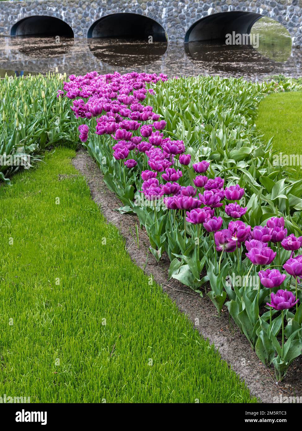 Colorful blooming tulips in the park Keukenhof in the Netherlands Stock ...