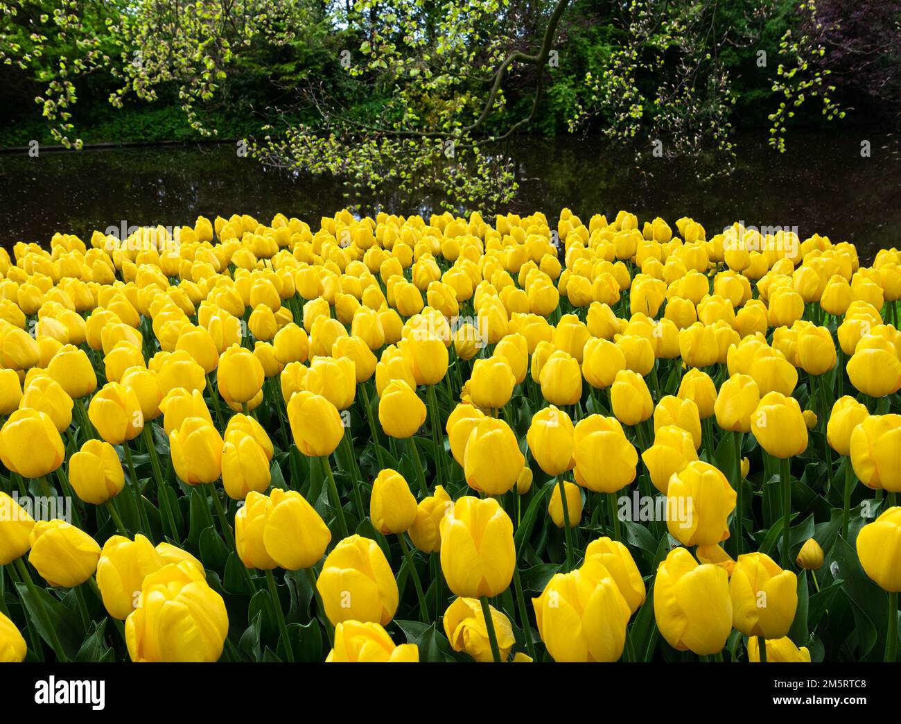 Yellow blooming tulips in the park Keukenhof in the Netherlands Stock ...