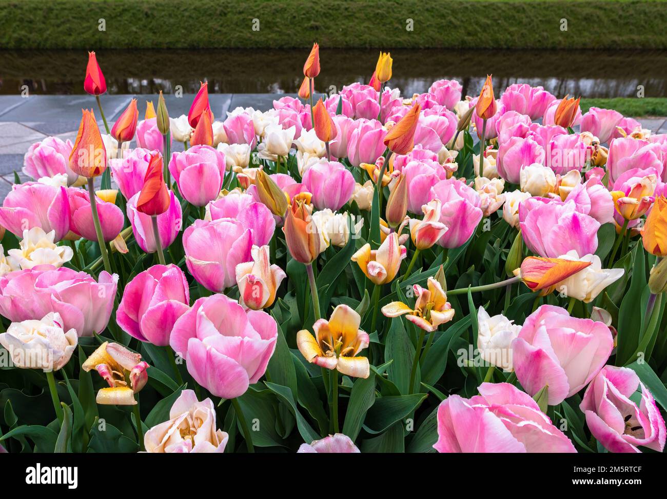 Colorful blooming tulips in the park Keukenhof in the Netherlands Stock ...