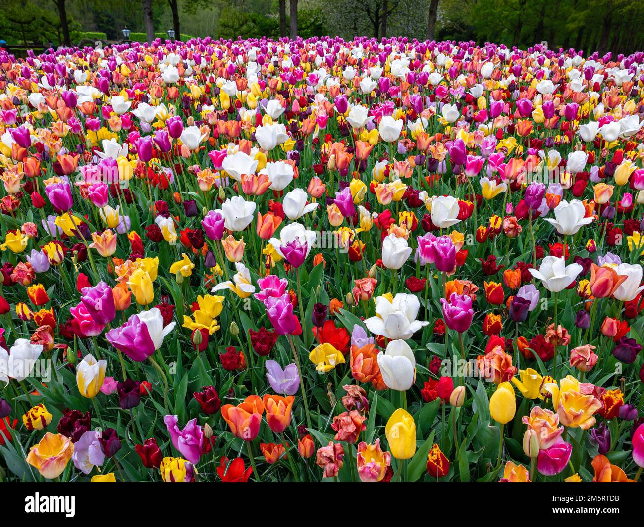 Flowerbed of colorful blooming tulips in the park Keukenhof in the ...