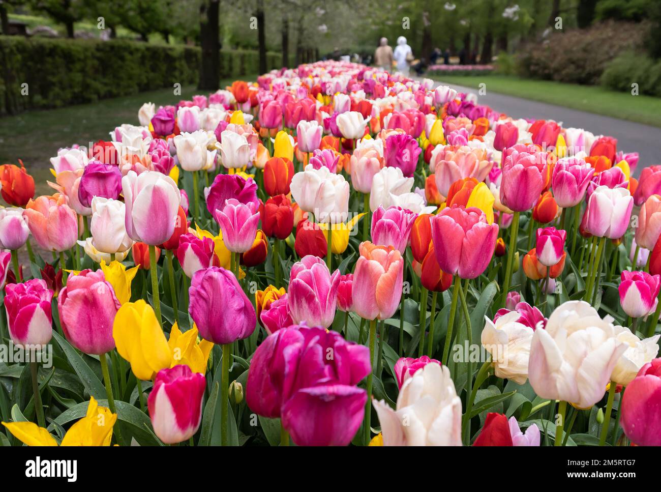 Flowerbed of colorful blooming tulips in the park Keukenhof in the ...