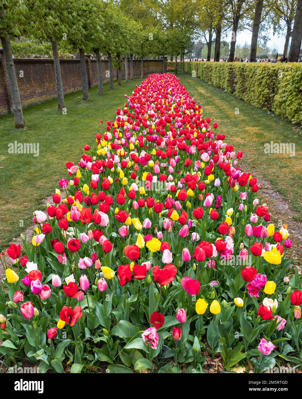 Flowerbed of colorful blooming tulips in the park Keukenhof in the ...