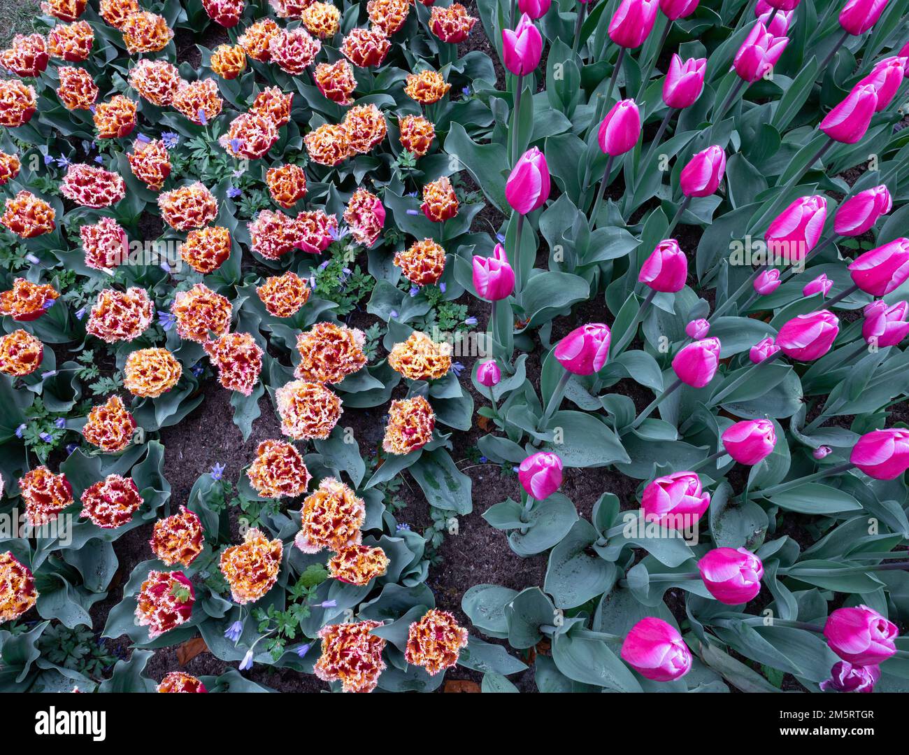 Flowerbed of colorful blooming tulips in the park Keukenhof in the ...