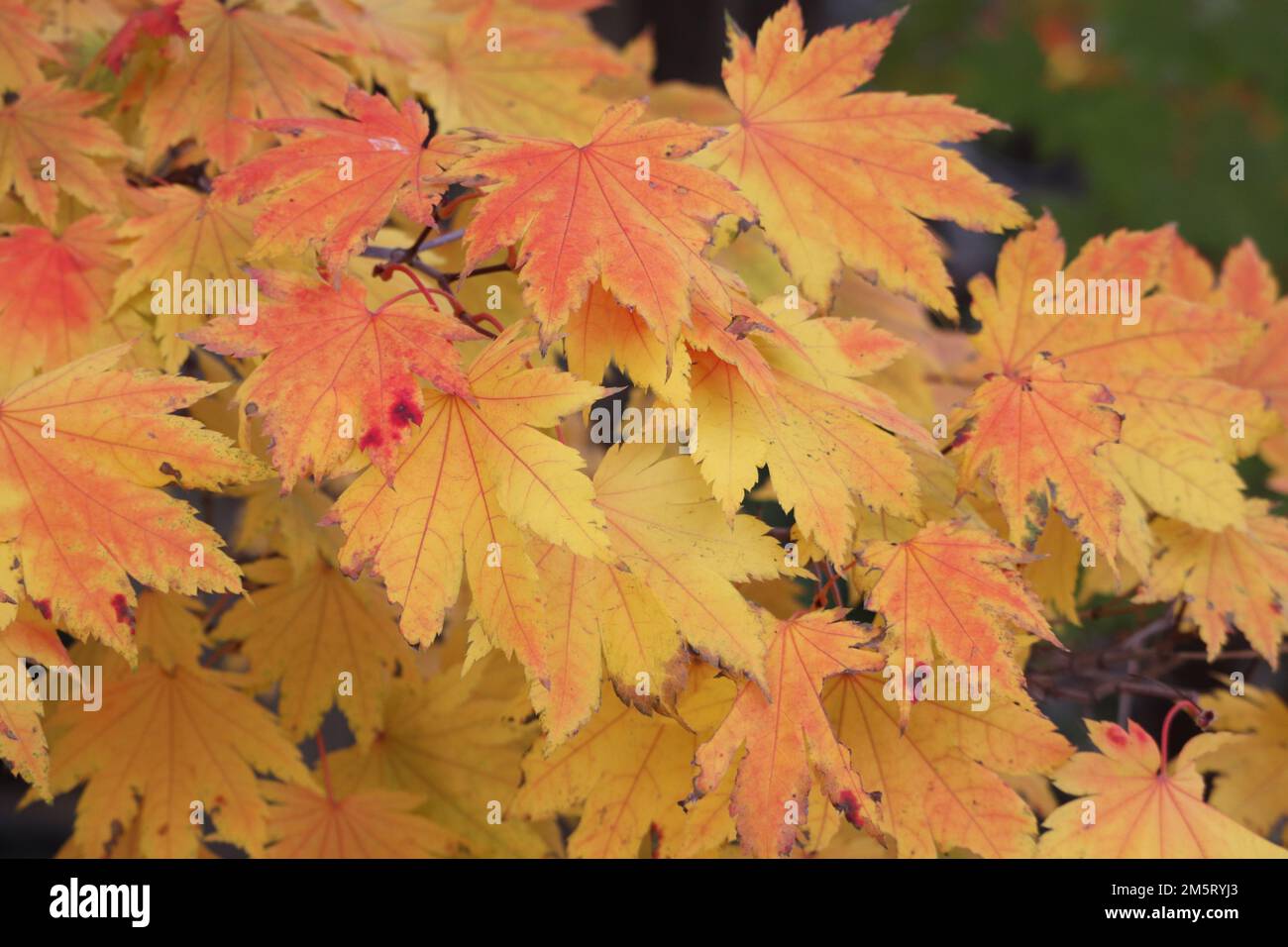 A close up of autumn tree leaves Stock Photo - Alamy