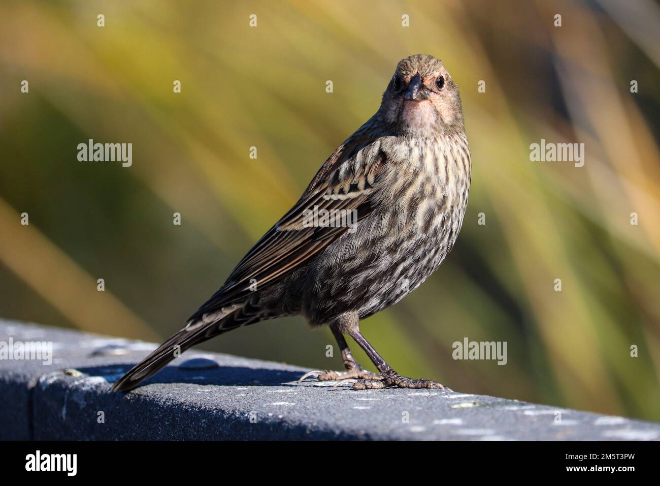 Female redwinged blackbird Agelaius phoeniceus standing on a railing