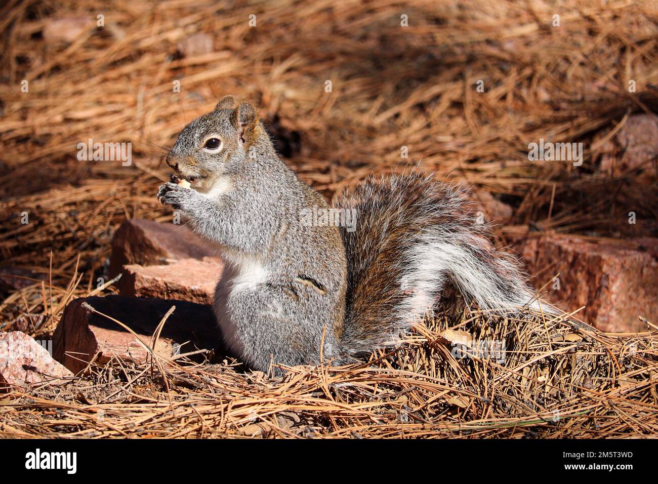 Arizona gray squirrel or Sciurus arizonensis feeding on the ground at Rumsey Park in Payson, Arizona. Stock Photo