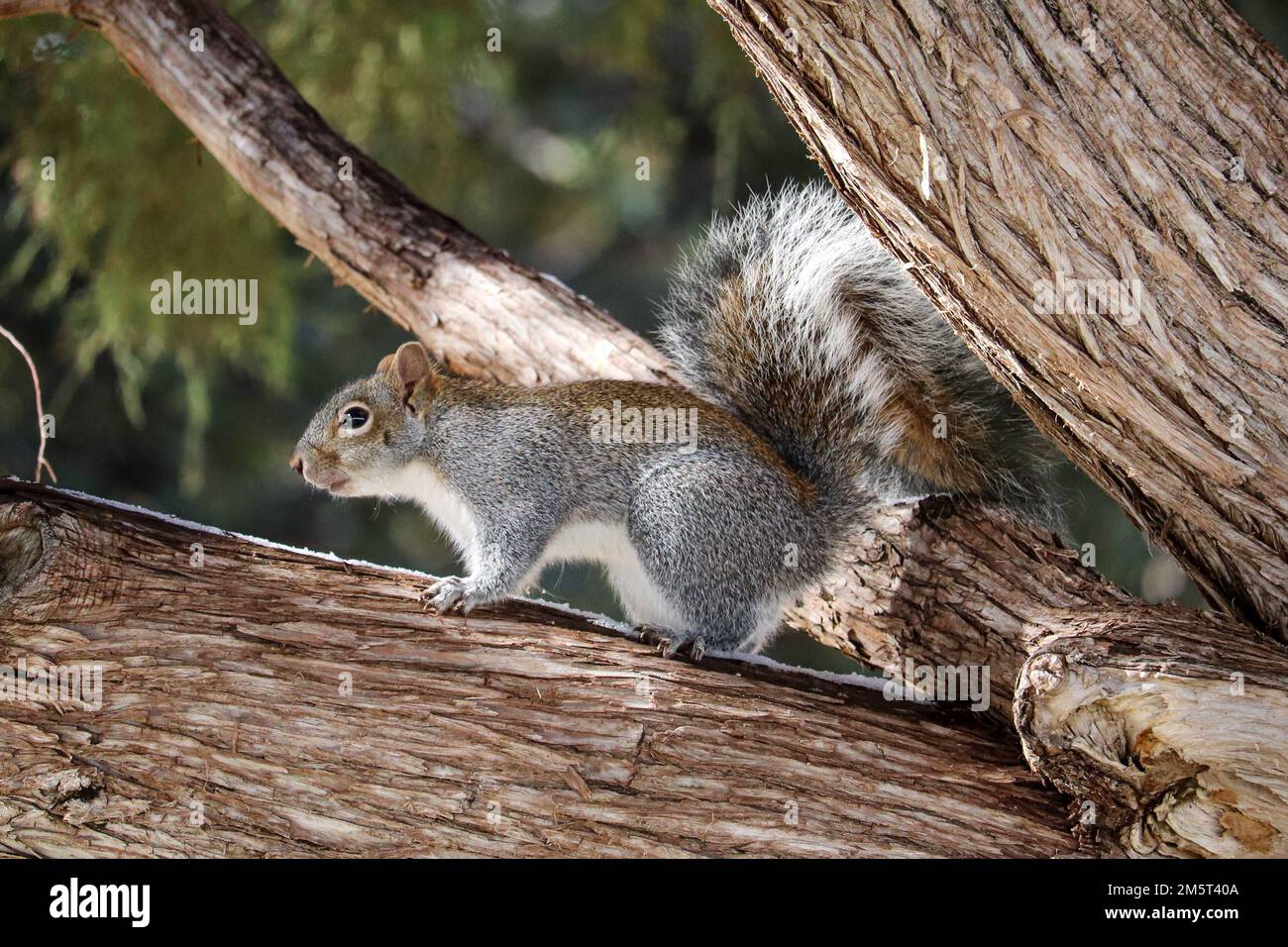Arizona gray squirrel or Sciurus arizonensis standing in a tree at Green Valley Park in Payson, Arizona. Stock Photo