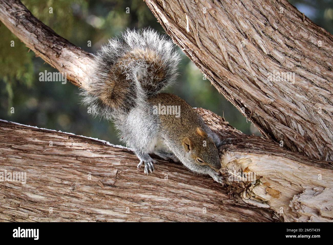 Arizona gray squirrel or Sciurus arizonensis chewing on a tree at Green Valley Park in Payson, Arizona. Stock Photo