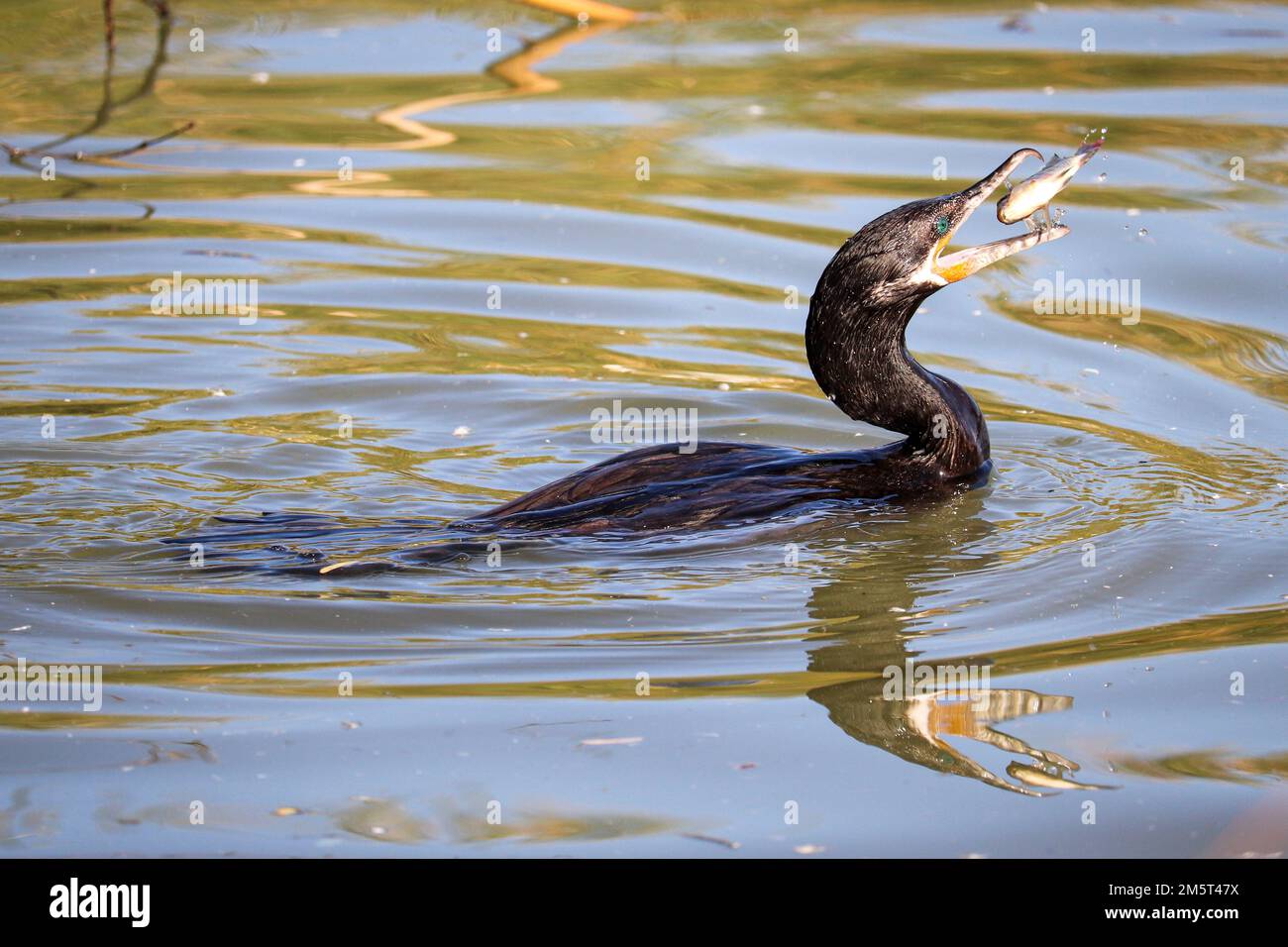 Neotropic cormorant or Nannopterum brasilianum feeding on bluegill at