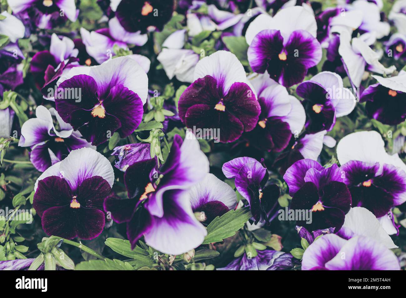Beautiful pansies in bloom. Photographed at the arboretum in Budapest. Stock Photo