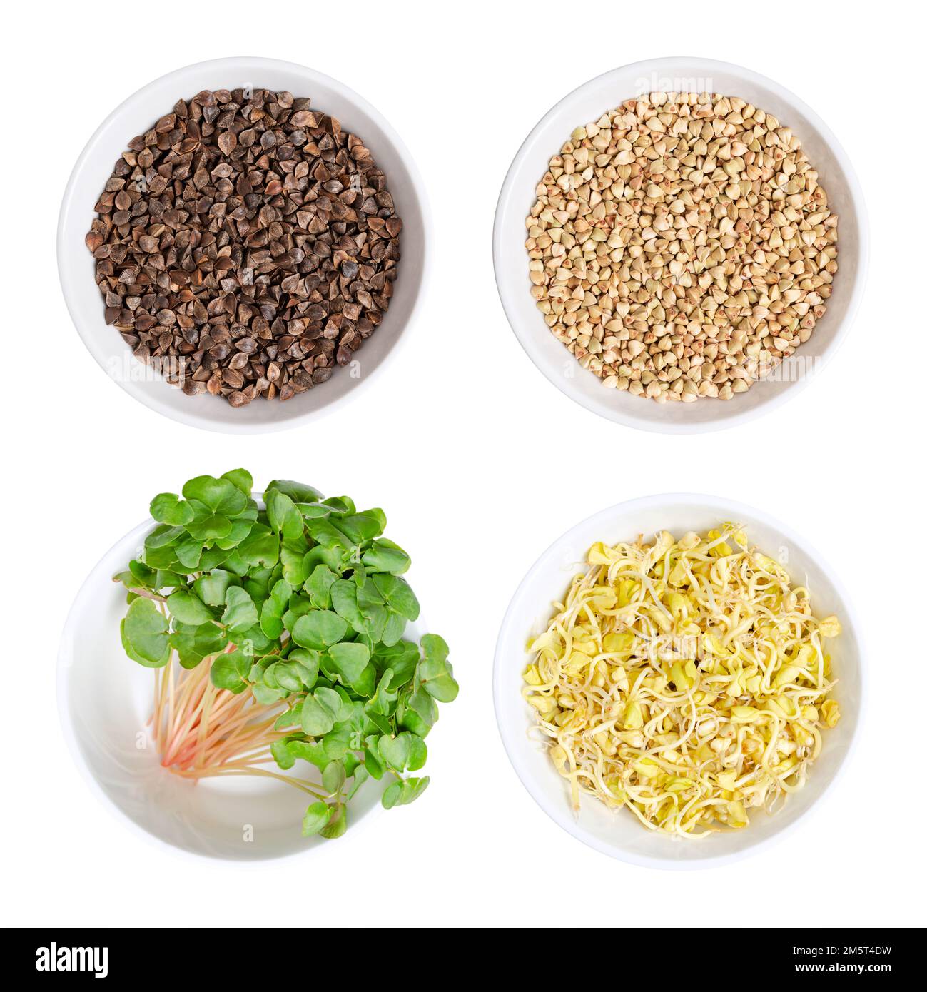 Buckwheat seeds, microgreens and sprouts in bowls. Seeds with husks, grain, seedlings and sprouts of Fagopyrum esculentum, a gluten-free pseudocereal. Stock Photo