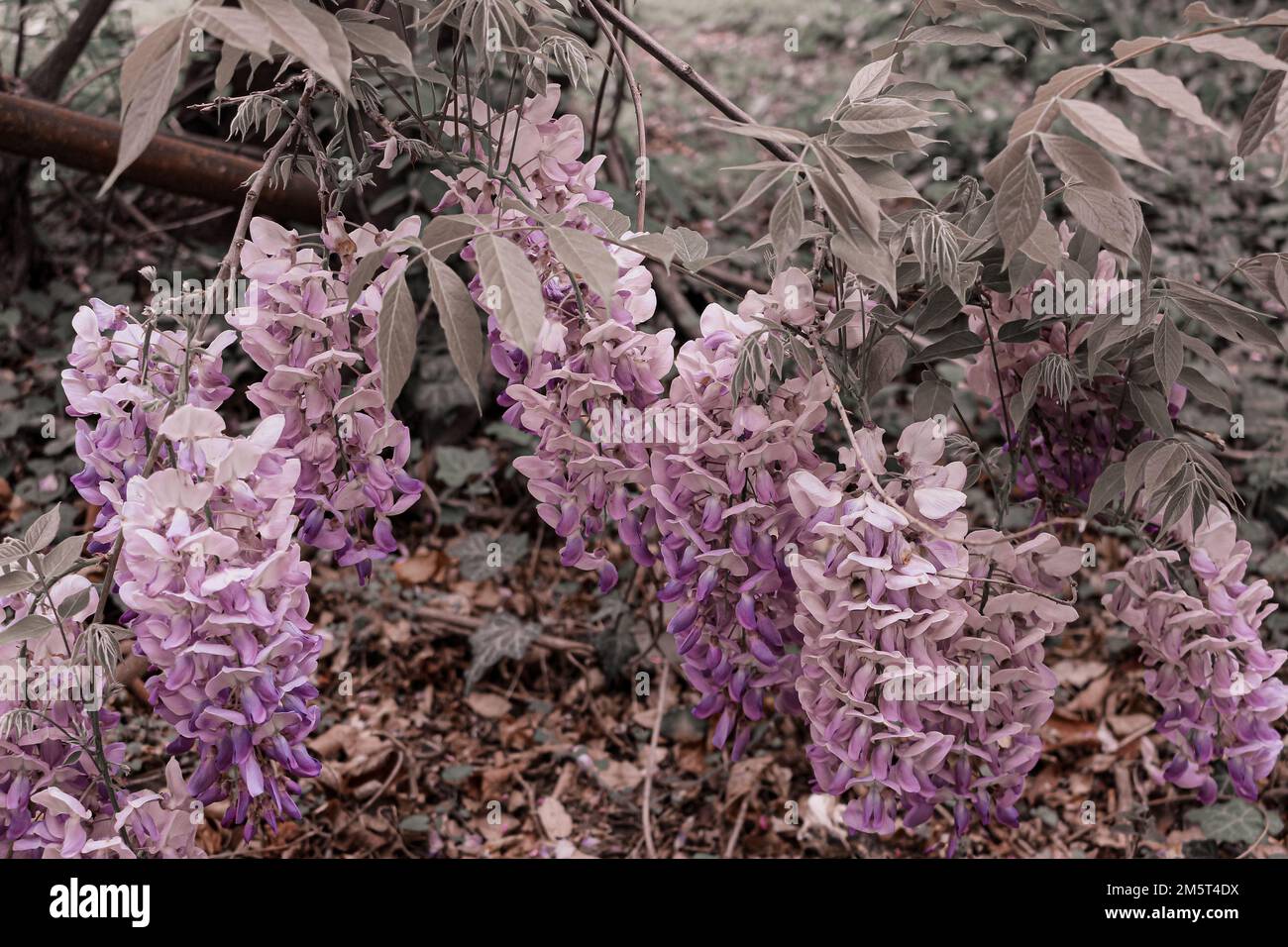 Grow wisteria hi-res stock photography and images - Alamy