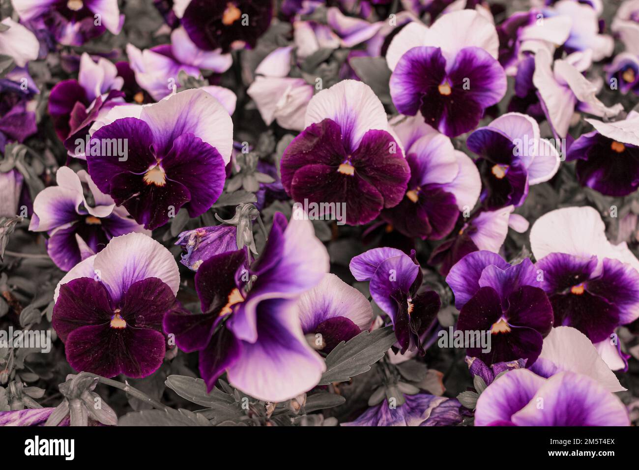 Colorful pansies in bloom. Photographed at the arboretum in Budapest. Stock Photo